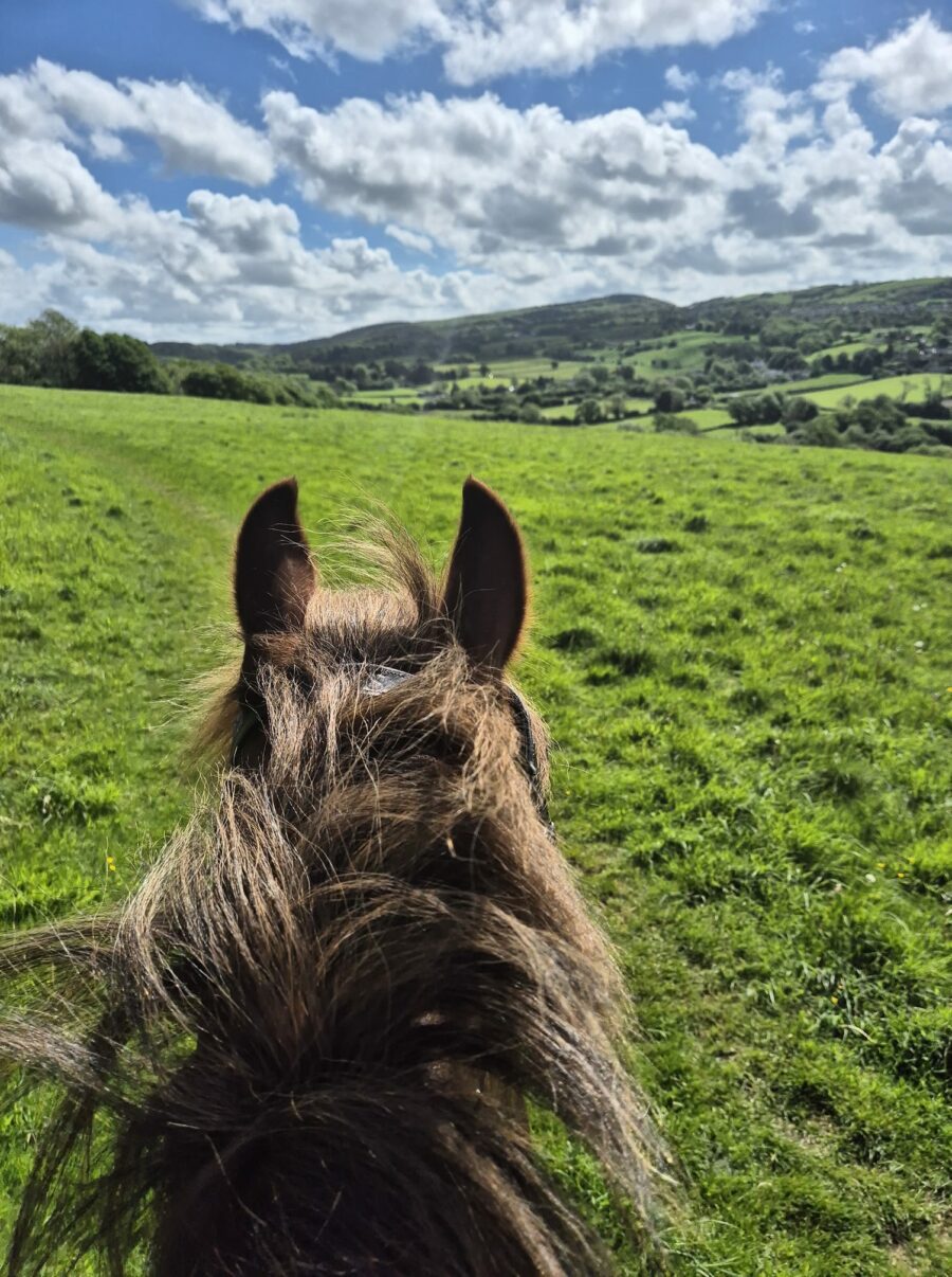 Horse View Hayley Turner Brace